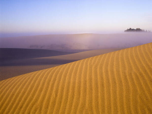 Coast Poster featuring the photograph Rippled Sand Dune by Robert Potts