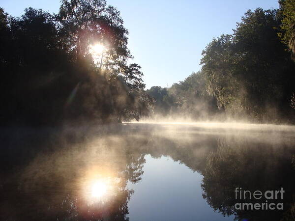 Arboraceous Poster featuring the photograph Rising with the Sun by Jack Norton