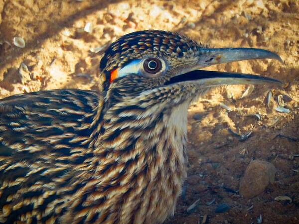 Arizona Poster featuring the photograph Roadrunner Portrait by Judy Kennedy