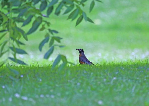 Robin In Grass Poster featuring the photograph Robin in Grass by PJQandFriends Photography