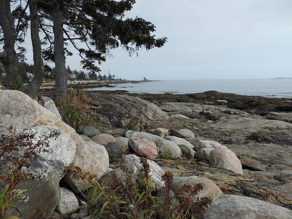 Pine Trees Poster featuring the photograph Rocky Coastline of Maine by Bill Tomsa