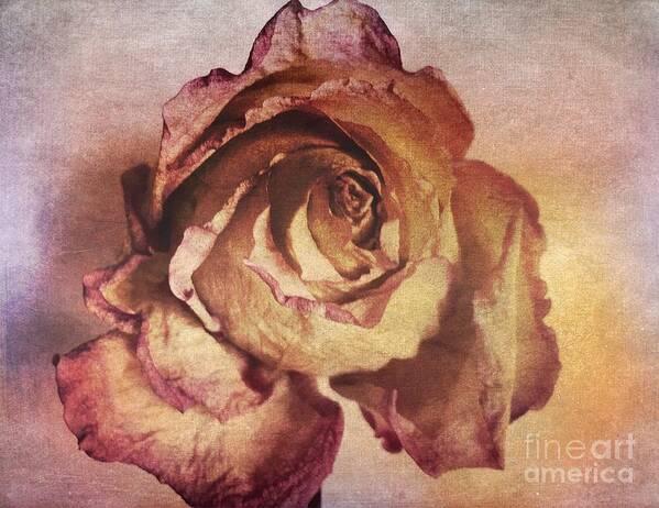 Rose Poster featuring the photograph Rose in Time by Onedayoneimage Photography