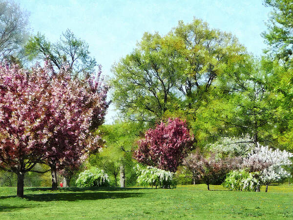 Spring Poster featuring the photograph Row of Flowering Trees by Susan Savad