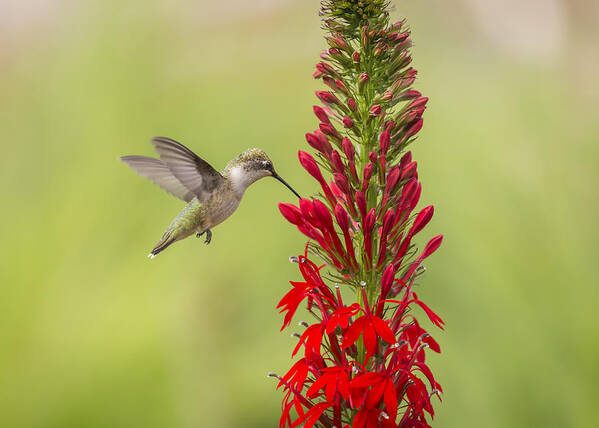 Ruby Throated Hummingbird Poster featuring the photograph Ruby Throated Hummingbird 3-2015 by Thomas Young