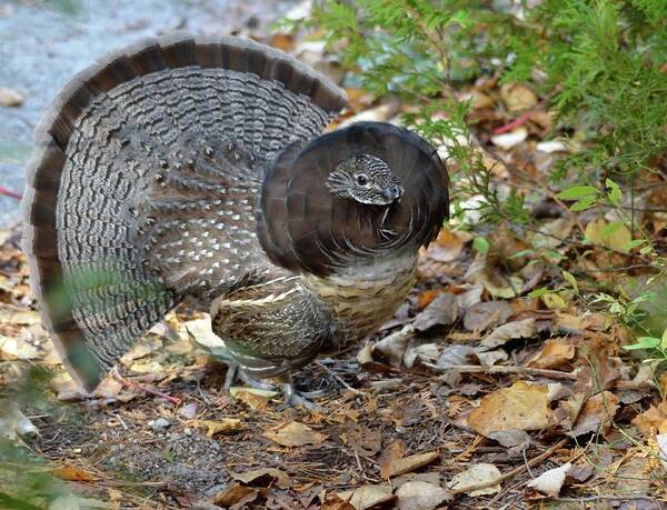 Nature Poster featuring the photograph Ruffed Up- Ruffed Grouse displaying by David Porteus