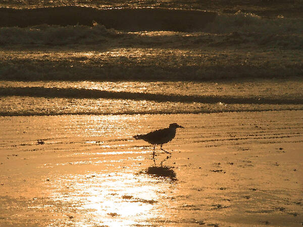 Nature Poster featuring the photograph Sandpiper by Peggy Urban