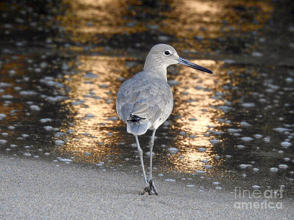 Sandpiper Poster featuring the photograph Sunrise Sandpiper by Beth Myer Photography