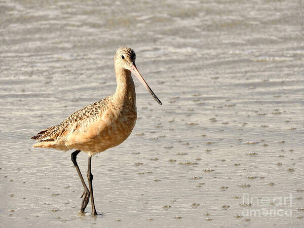 Sandpiper Poster featuring the photograph Sandpiper Strolling - Horizontal by Beth Myer Photography