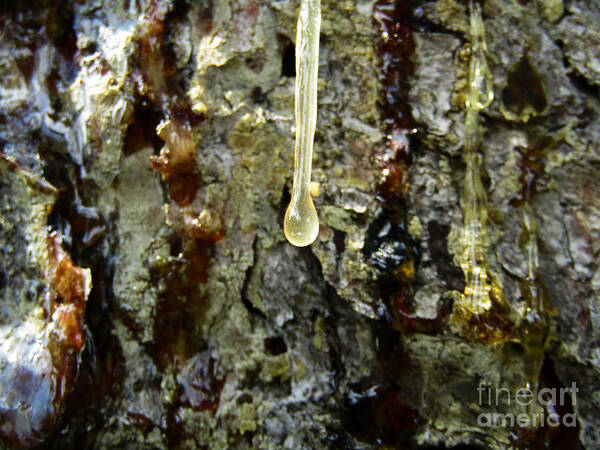 Pine Poster featuring the photograph Sap Drip by Robert Knight