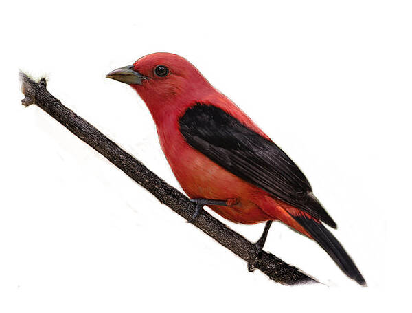 Bird Poster featuring the digital art Scarlet Tanager on Branch by Yuichi Tanabe