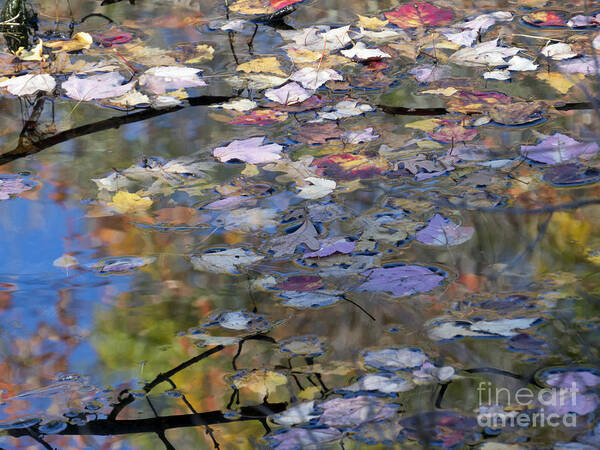 Abstract Poster featuring the photograph Scituate Autumn Abstract 2015 by Lili Feinstein