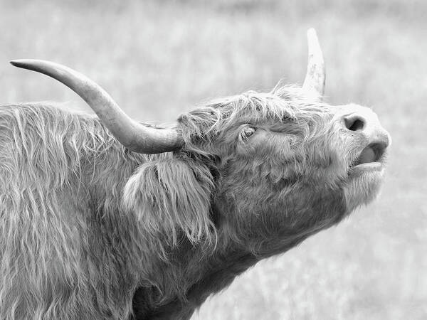 Highland Cow Poster featuring the photograph Scottish Bull Call by Steve McKinzie