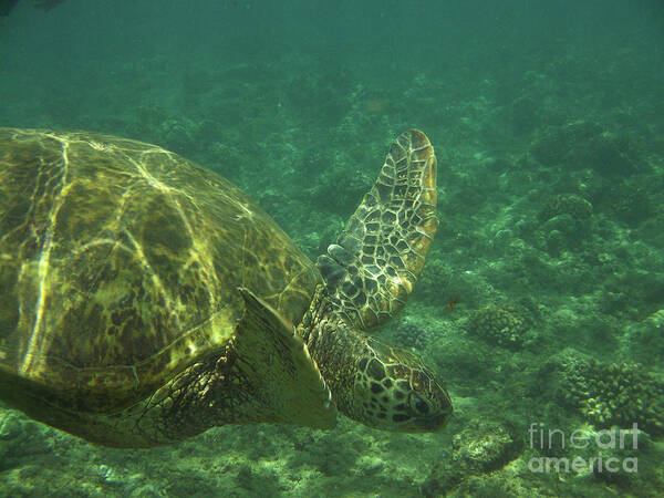 Sea Turtle Poster featuring the photograph Sea Turtle Diving Underwater by DejaVu Designs