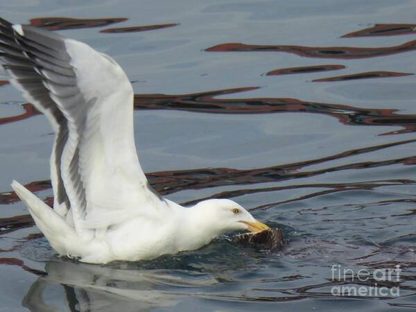 Seagull Poster featuring the photograph Seagull Into Fishing by Nili Tochner