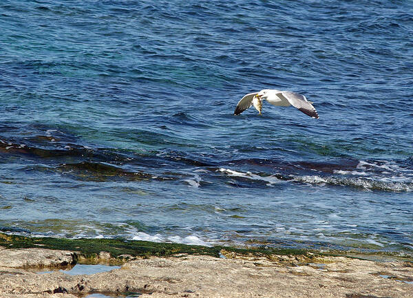 Seagull Poster featuring the photograph Seagull meal time 2 by Arik Baltinester