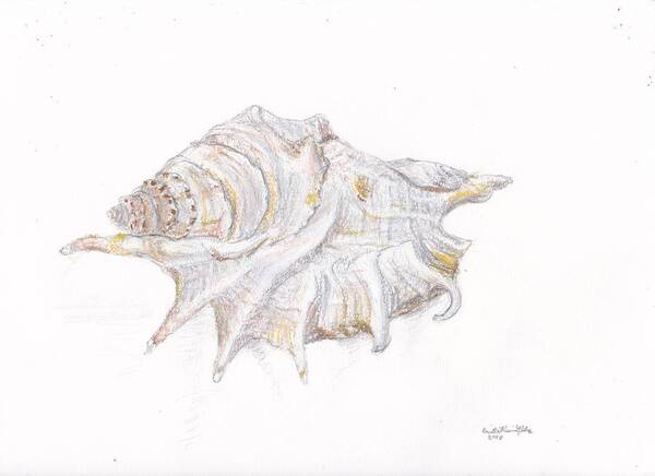 Seashell Poster featuring the drawing Seashell Study No. 5, Scorpion Shell by Danielle Rosaria
