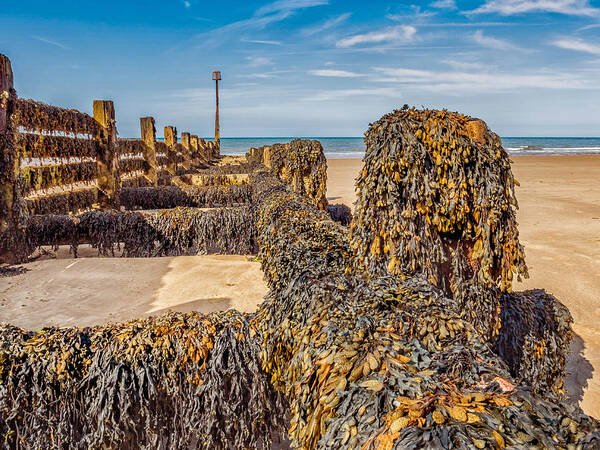 Sheringham Poster featuring the photograph Seaweed Covered by Nick Bywater