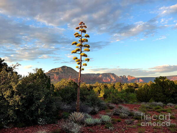 Sedona Poster featuring the photograph Sedona Century Plant by Mars Besso