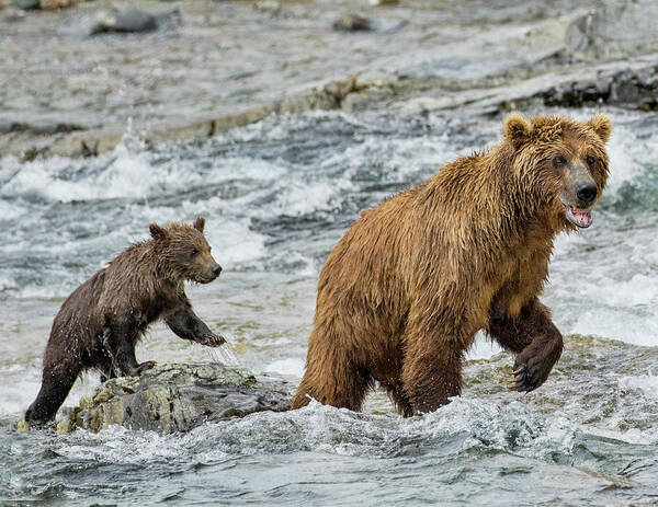 Alaska Poster featuring the photograph Sensing Danger by Cheryl Strahl