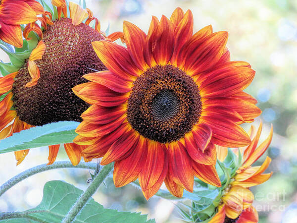 Sunflowers Poster featuring the photograph September Sunflowers by Janice Drew