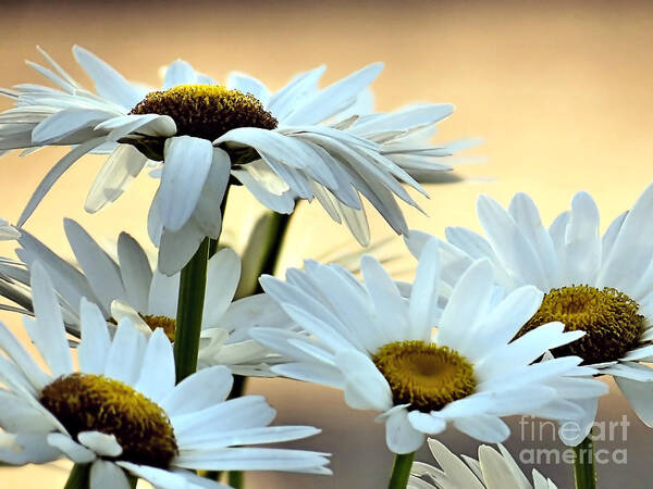 Shasta Daisy Poster featuring the photograph Shasta Daisies by Janice Drew