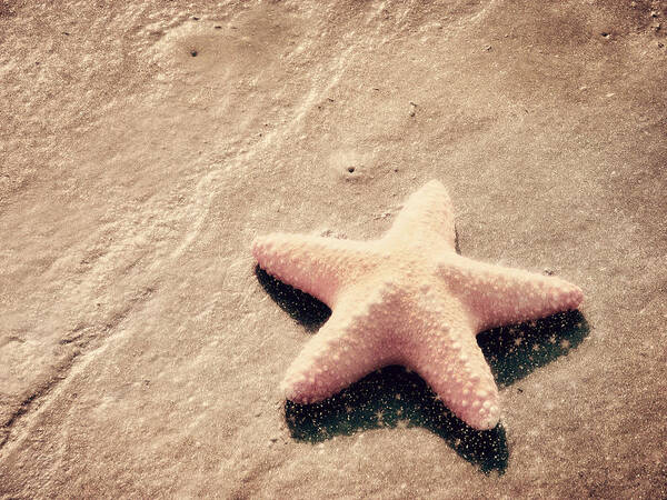 Starfish Poster featuring the photograph She Dreamed of Becoming a Star by Amy Tyler