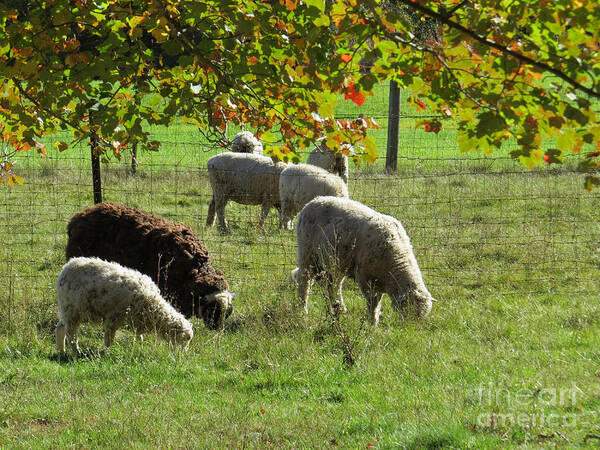 Animals Poster featuring the photograph Sheep in Autumn by Lili Feinstein