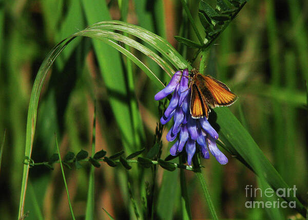 Butterfly Poster featuring the photograph Skipper Butterfly by Deborah Johnson
