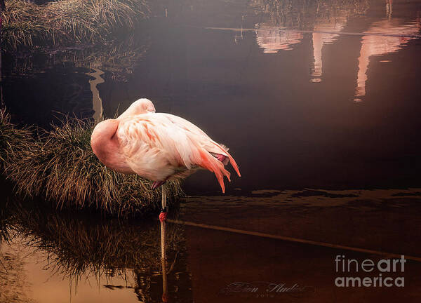 Photoshop Poster featuring the photograph Sleepy Flamingo by Melissa Messick