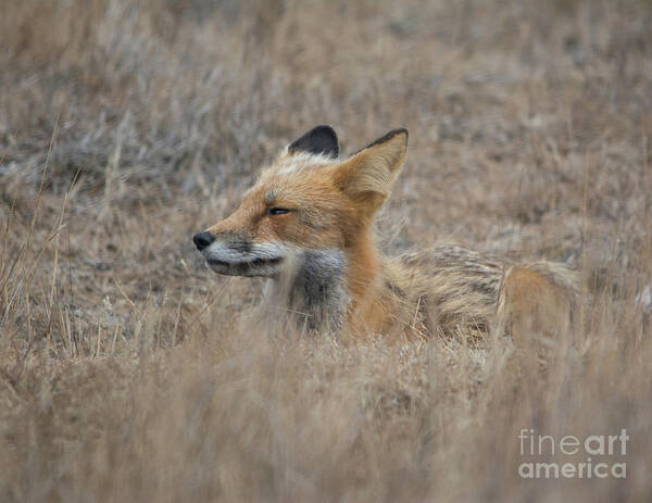 Fox Poster featuring the photograph Sleepy Fox by John Greco