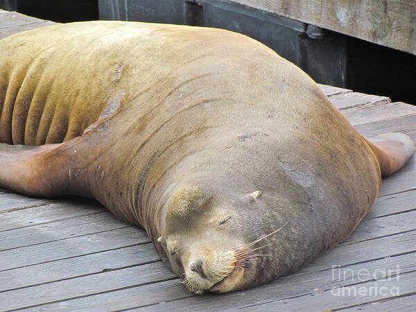 Adorable Poster featuring the photograph Sleepy Sea Lion by Beth Saffer