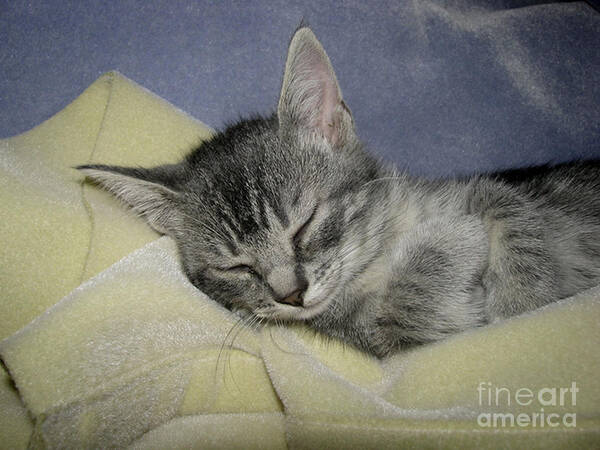 Kitten Poster featuring the photograph Sleepy Time by Donna Brown