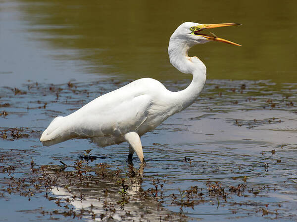 Great White Egret Poster featuring the photograph Small Fry Toss by Art Cole