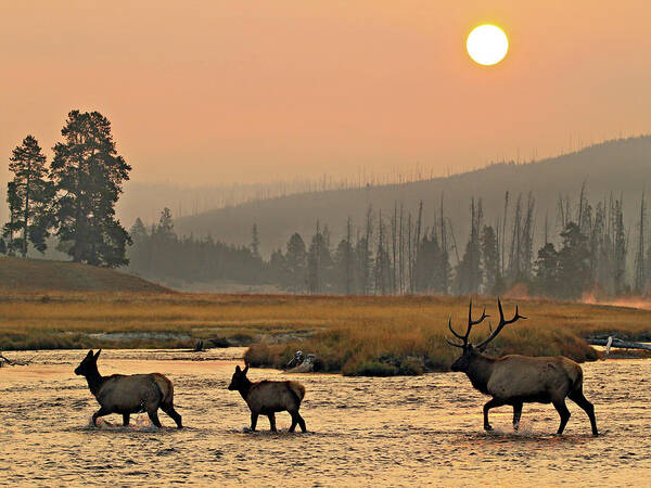 Elk Poster featuring the photograph Smokey Elk Crossing by Wesley Aston