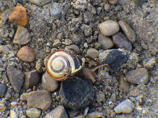 Snail Poster featuring the photograph Snails Pace by Peggy King