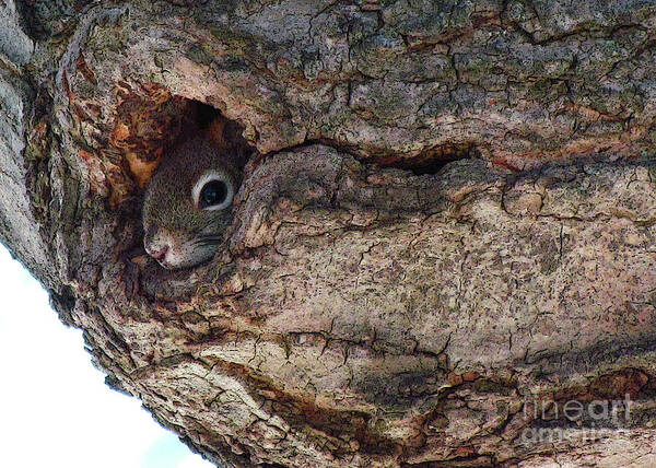 Squirrel Poster featuring the photograph Sneaky Squirrel by Deborah Johnson