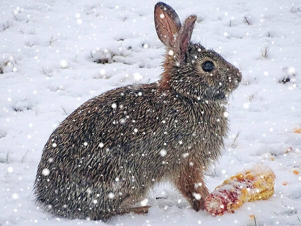 Bunny Poster featuring the photograph Snow Bunny by Theresa Campbell