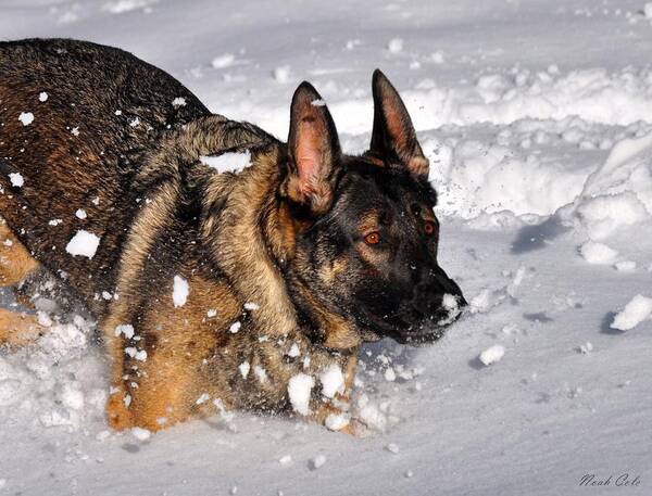 German Shepherds Poster featuring the photograph Snow Play by Noah Cole