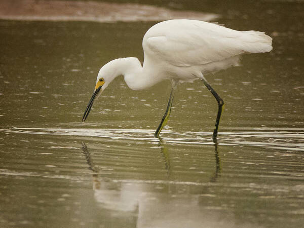 Snowy Egret Poster featuring the photograph Snowy Egret Soft Reflection 5769-112717-2cr by Tam Ryan