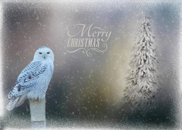 Snowy Owl Poster featuring the photograph Snowy Owl Christmas Greeting by Cathy Kovarik