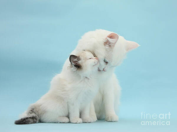 White Maine Coon Poster featuring the photograph Snuggle up with mother by Warren Photographic