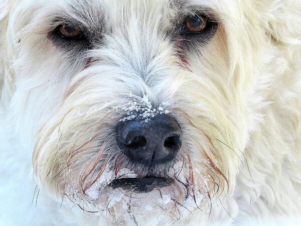 Soft-coated Wheaten Terrier Poster featuring the photograph Soft-coated Wheaten Terrier Eating Snow by Linda Stern
