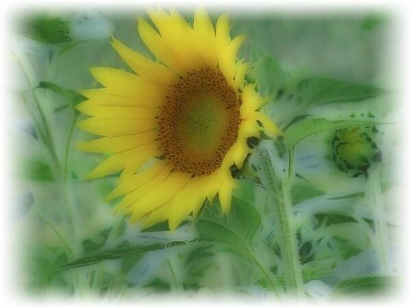 Soft Touch Sunflower Poster featuring the photograph Soft Touch Sunflower by Debra   Vatalaro