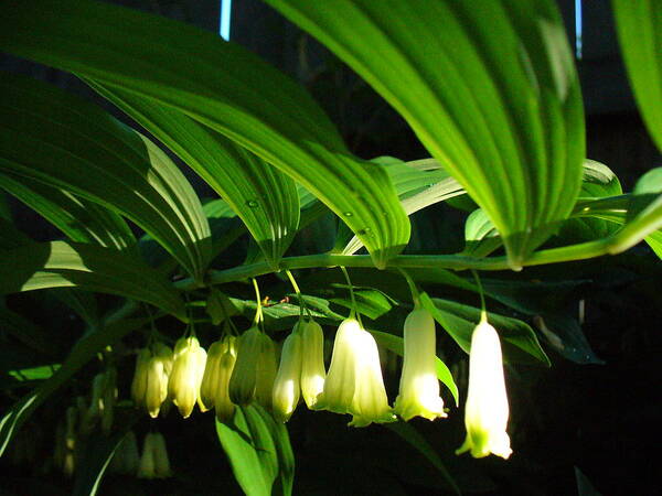 Solomon Seal Poster featuring the photograph Solomon's Seal by Peggy King