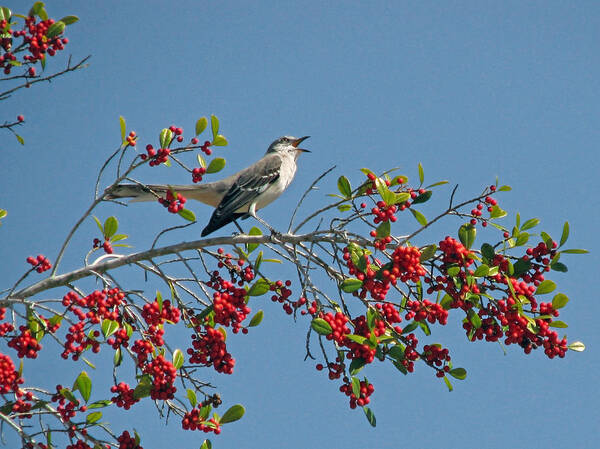 Bird Poster featuring the photograph Song of the Mockingbird by Peggy Urban