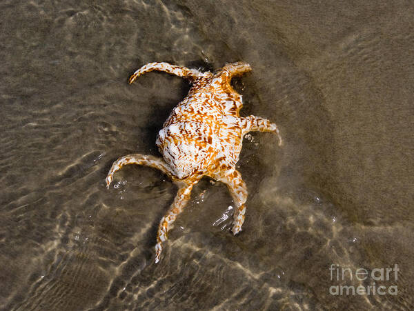 Spider Conch Poster featuring the photograph Spider Conch by Anthony Totah