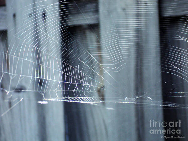 Cobwebs Poster featuring the photograph Spider Web by Megan Dirsa-DuBois