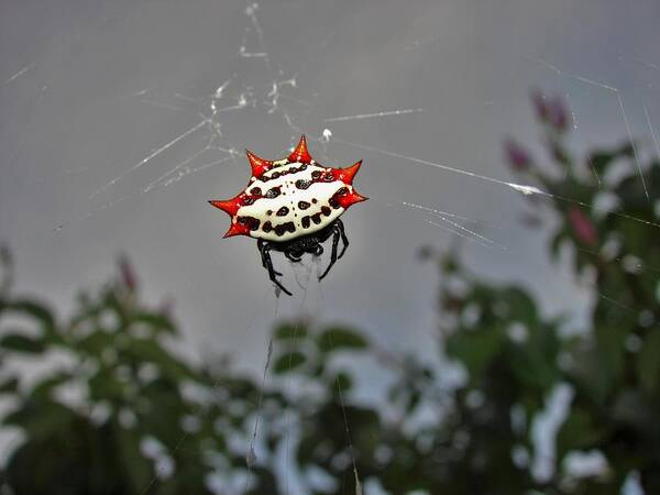 Spider Poster featuring the photograph Spiny Orb Weaver by Carl Moore