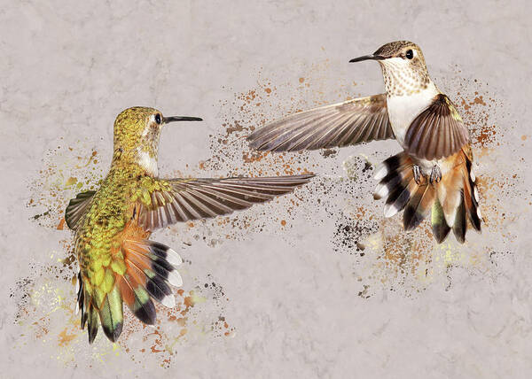 Rufous Hummingbirds Poster featuring the photograph Splatter Wars I by Leda Robertson