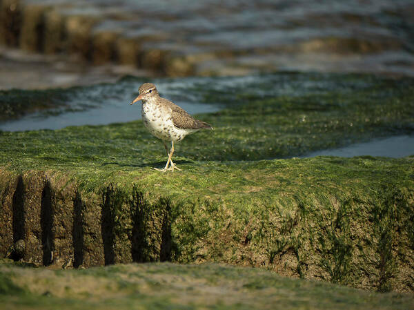 Sandpiper Poster featuring the photograph Spotted Sandpiper by Jerry Connally